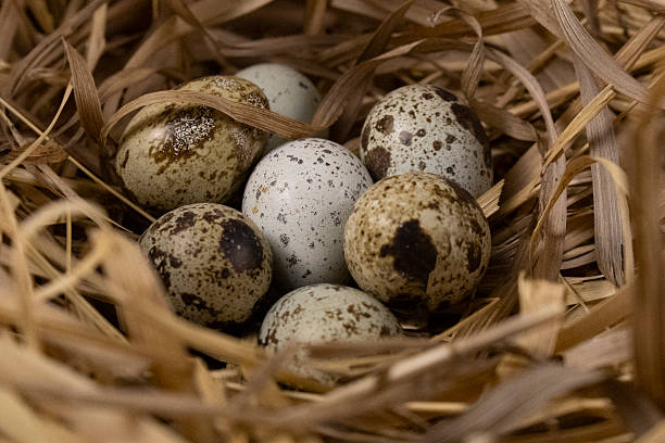 istock A nest of brown and blue speckled quail eggs. 2214422715