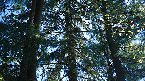 Camera Pans up Blue Spruce Pine Trees in Pennsylvania 2