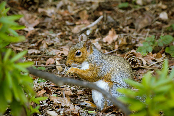istock squirrel in the park eating acorn near trees 2214427151