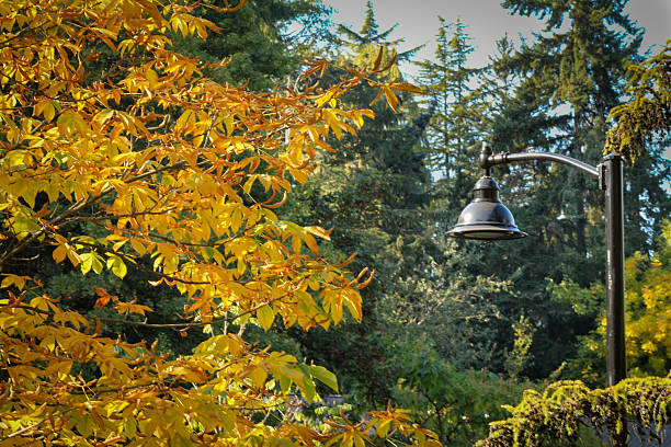 istock brushed copper streetlamp in an autumn park 2214427152