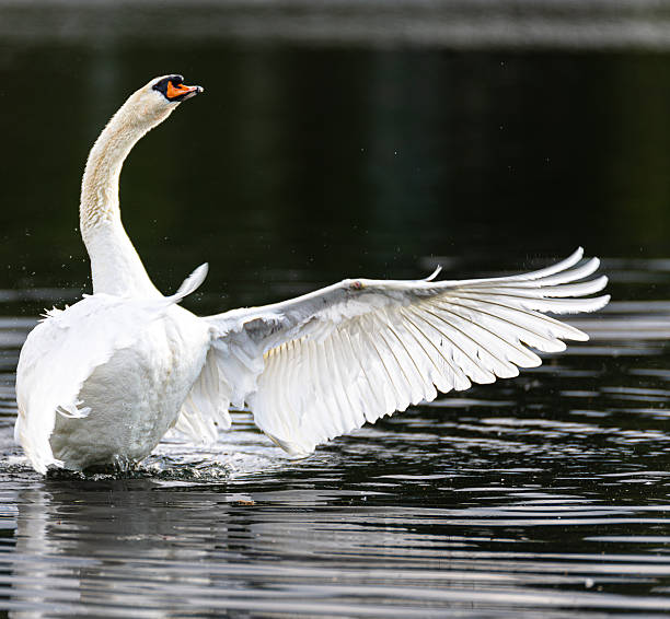istock Mute Swan excited 2214429243