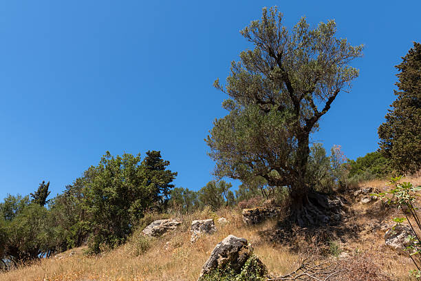 Olive gardens of Lun are located in the north of the Pag island. There is 400 ha of olive groves around Lun with over 80 000 trees. It is one of the oldest olive gardens in the world with millennial olive trees. Oldest trees in Olive gardens of Lun are 2000 and 1600 years old.