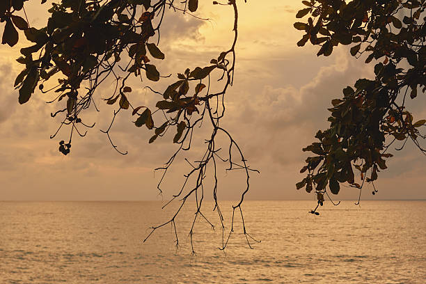 View from under the shaded canopy of a tropical tree looking out towards blue Hawaiian ocean