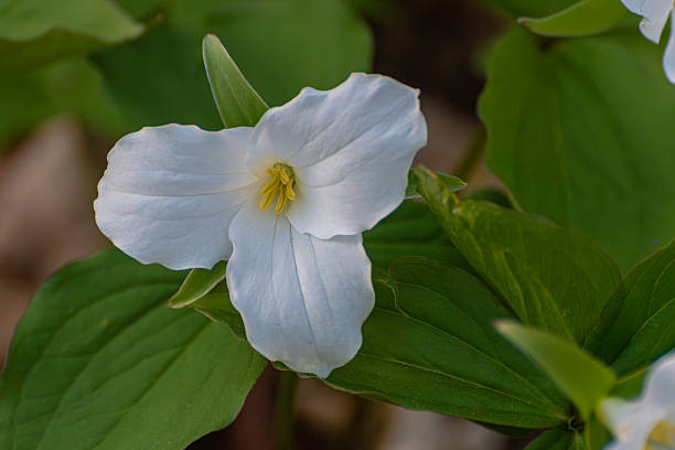 istock Trillium grandiflorum 2214433944