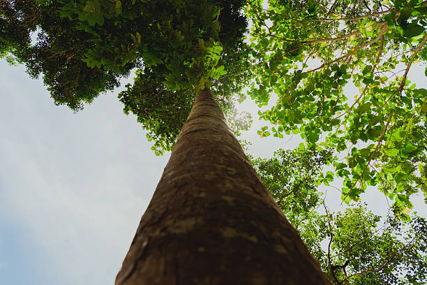 istock Majestic tree reaching for the sky in a lush forest 2214434460