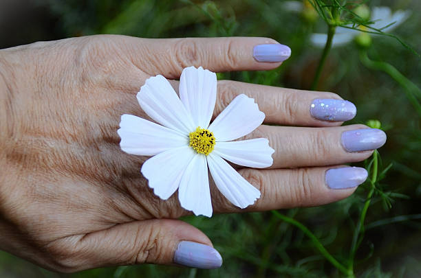 istock Cosmos diversifolius Otto ex Otto 2214437251