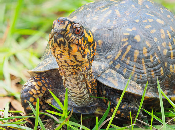 istock A Focus Stacked Close-up Image of an Eastern Box Turtle Crawling Through the Yard. 2214437289