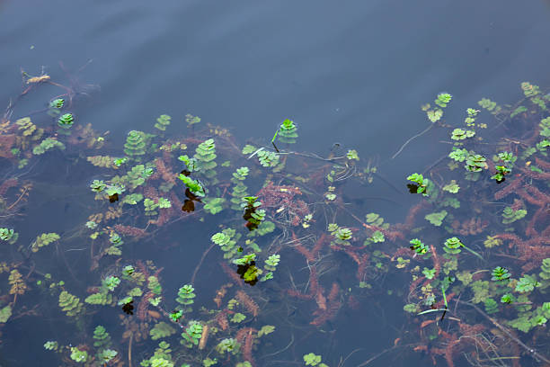Dark water envelops various aquatic plants with green leaves and reddish stems, creating a natural pattern beneath the surface.