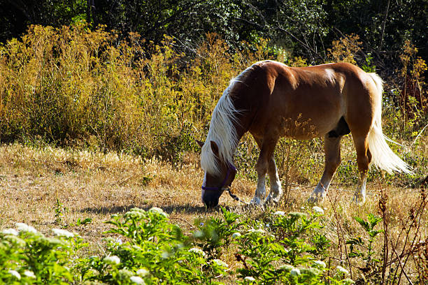 A medium shot shows a brown and white horse grazing in a field with dry, yellow grass and some green vegetation
