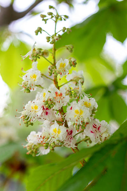 istock Flowering Chestnut branches. Spring beauty of nature 2214458014