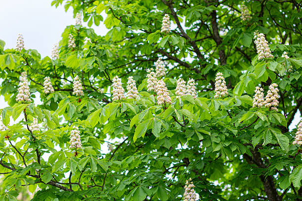 istock Flowering Chestnut branches. Spring beauty of nature 2214458045