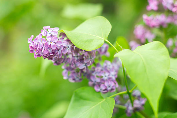 Spring background with blooming Lilac Flowers