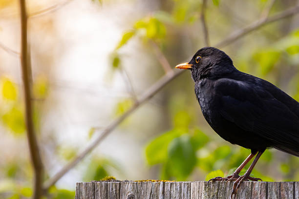 Female Blackbird on a lawn in a suburban garden.