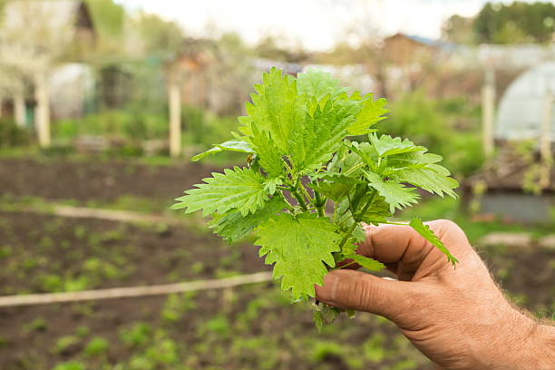 istock man holds nettle plant in his hand. Burns on body from nettle dioecious 2214459296