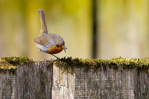 A Robin stands on a fence with insects in its' beak for feeding young at the nest.