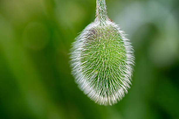 Poppy flower close-up frame. Stock photo