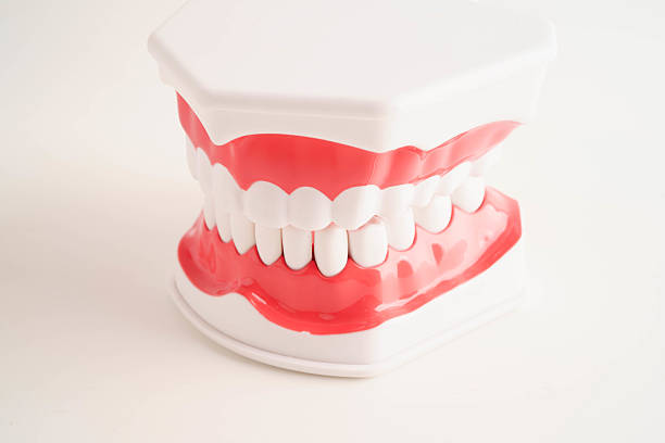 istock Dental teeth model on white background for learn about dentistry. 2214464600
