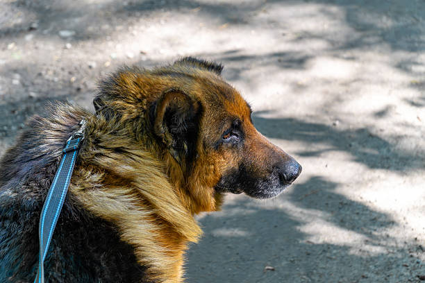 Portrait of a German Shepherd Dog lying on the deck next to river.