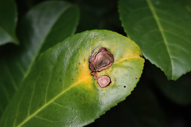 Close-up of dry and yellow spots on cherry laurel leaves on hedge. Downy mildew on Prunus laurocerasus