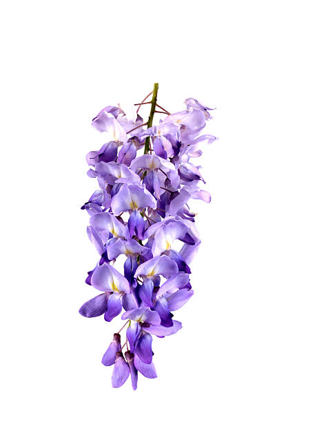 istock Wisteria flower in studio 2214467188