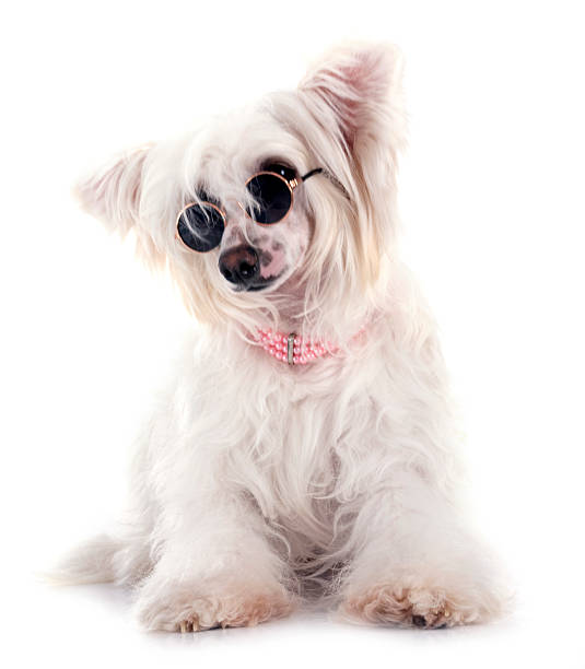 istock Chinese Crested Dog Powderpuff 2214467238