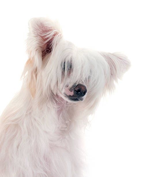 istock Chinese Crested Dog Powderpuff 2214467239