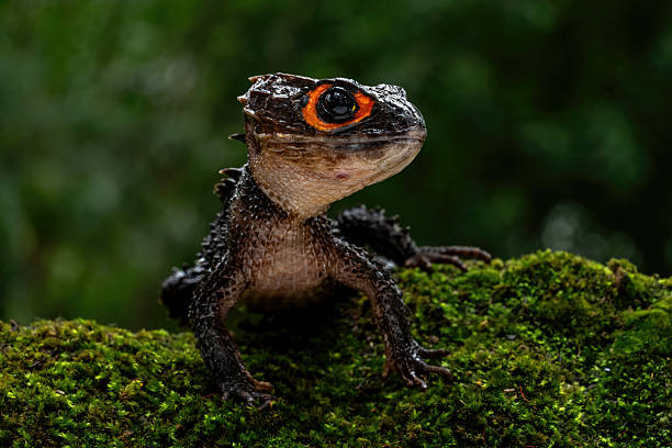 Red eyed crocodile skink