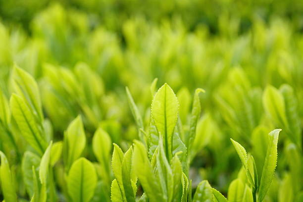 istock New tea leaves in a Japanese tea field 2214470342