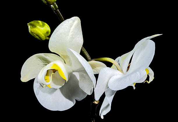 istock White Phalaenopsis Orchid with Buds black background 2214470421