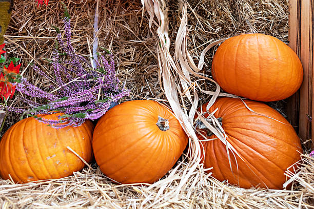Three vibrant orange pumpkins on a rustic hay bale, surrounded by dried flowers in purple, yellow, and white. Smooth pumpkins contrast with the rough hay, creating a charming fall scene.