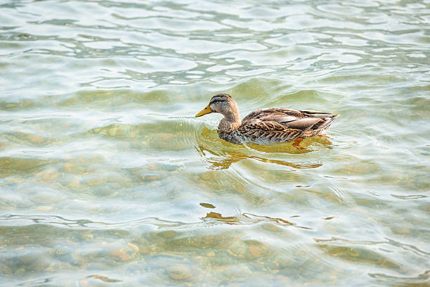 istock little duck on the lake 2214474115