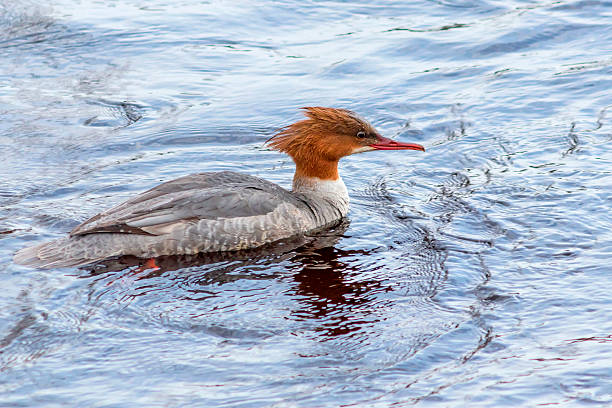istock A common merganser bird swims in river water. 2214476080