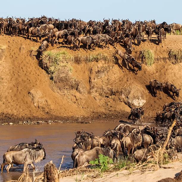 istock Wildebeest herd crossing river during Great Migration in Kenya 2214477040