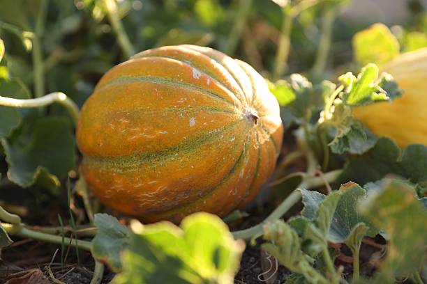 istock Ripe melon growing in field on sunny day, closeup 2214477769