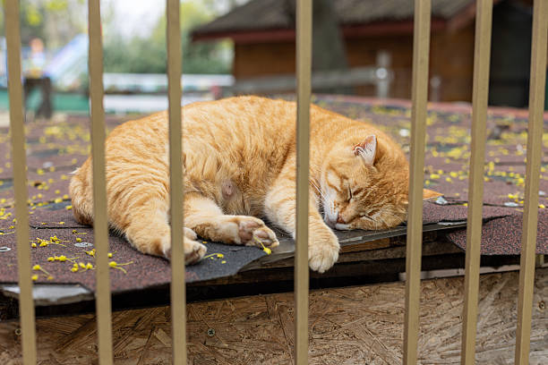 A ginger cat sleeping behind bars on wood.