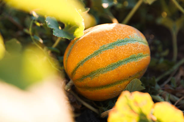 istock Fresh ripe melon growing in field, closeup 2214477942