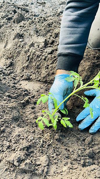 istock planting tomato seedlings in garden soil 2214479494