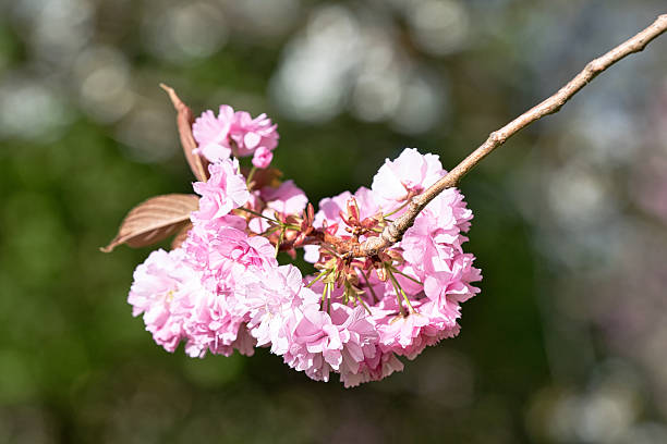 istock Pink Cherry Blossoms on Branch with Blurred Background in Harrogate, Yorkshire, UK. 2214481286
