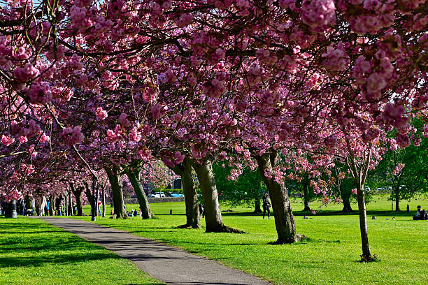 istock Park Pathway with Blooming Cherry Blossom Trees in Harrogate, Yorkshire, UK. 2214481422