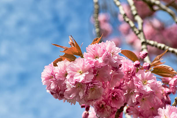 istock Pink Cherry Blossoms with Copper Leaves against Blue Sky in Harrogate, Yorkshire, UK. 2214481619