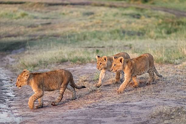 istock Lion cubs walking in the african savannah 2214482165