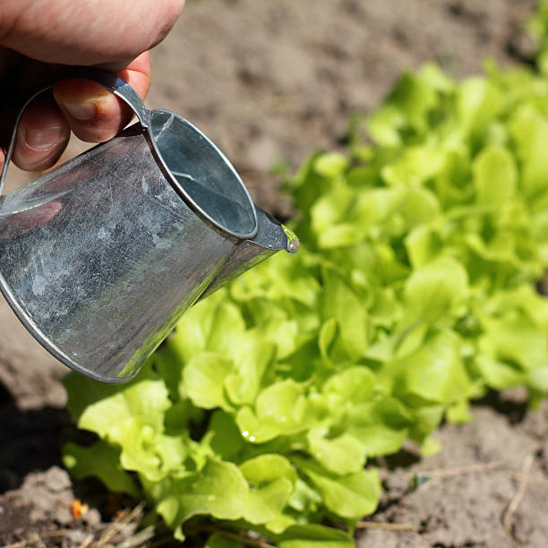 a drop of water from a watering can on the background of salad