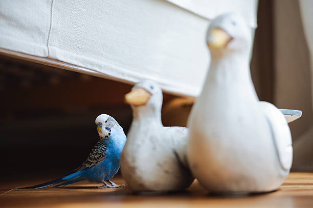 A blue wavy parrot sits on a cage close up