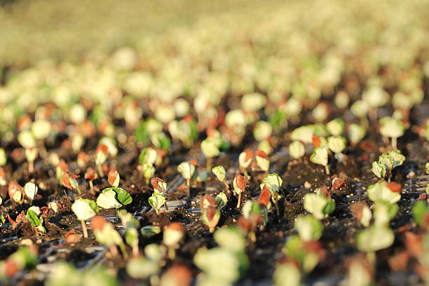 seedlings, young plants, saplings, tree nursery, forest nursery, plant nursery, soil, small trees, baby plants, green shoots, natural growth, forest regeneration, reforestation, fresh sprouts, botanical growth, planting season, tree plantation, earth day, agroforestry, young forest, horticulture, green life, organic farming, environmental care, growing plants, soil moisture, replanting, seedlings in soil, planting project, climate action, sustainability, natural background, plant care, new growth, spring planting, young foliage, leaf growth, root system, bio nursery, close-up plants, ecology, conservation, plant rows, reforestation effort, gardening, field planting, tree cultivation, eco project, sapling field, replant effort.
