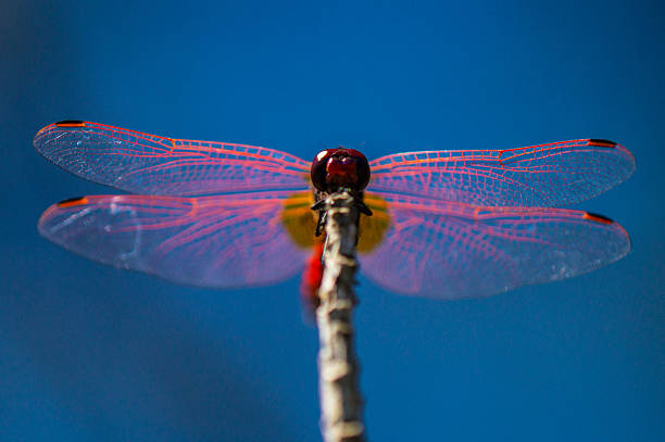 istock Dragonflies in nature 2214485759