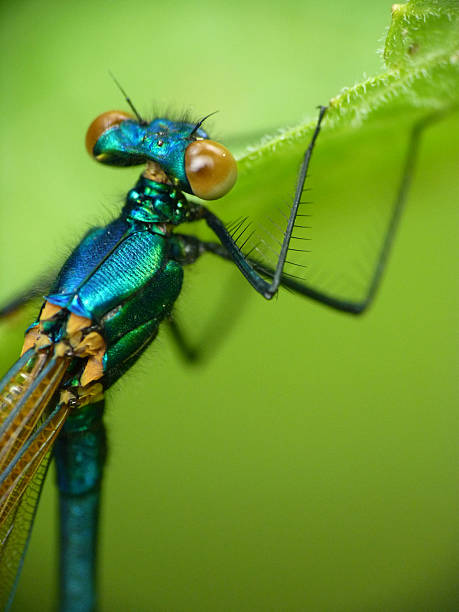 istock Dragonflies in nature 2214485854