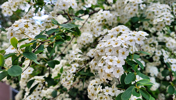 istock Vanhouttei spirea plant (Spiraea vanhouttei) 2214485856