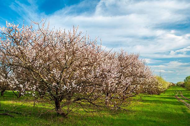 istock Blossoming trees line a picturesque countryside path under a vibrant blue sky, creating a serene and idyllic springtime scene. 2214486433