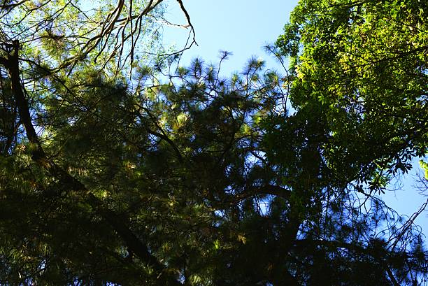 istock low angle of pine tree leaves, spruce in the forest 2214487529