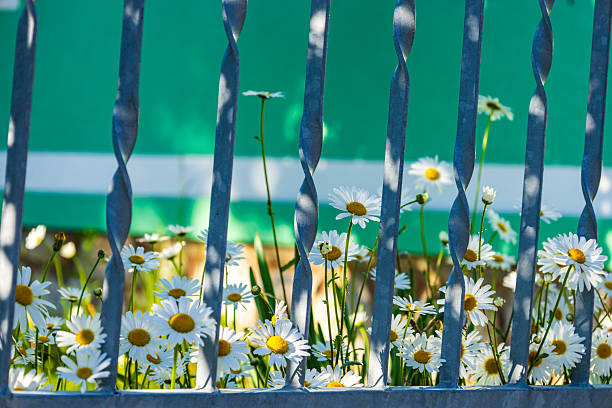 A vibrant image of white daisies with yellow centers growing behind a twisted metal fence. The green background contrasts beautifully with the flowers, creating a visually appealing scene